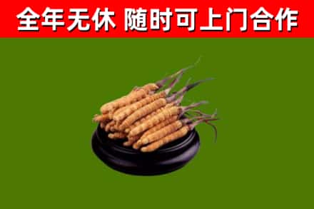 怀化烟酒回收冬虫夏草.jpg
